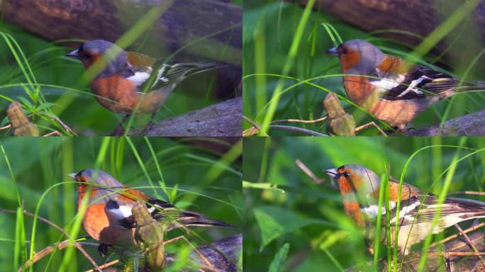 鸟-普通的燕雀 (Fringilla coelebs) 雄性在草丛中干燥的倒下的树上行走。森林里阳光