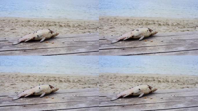 死鱼躺在湖边的岸边码头，臭气熏天的苍蝇。