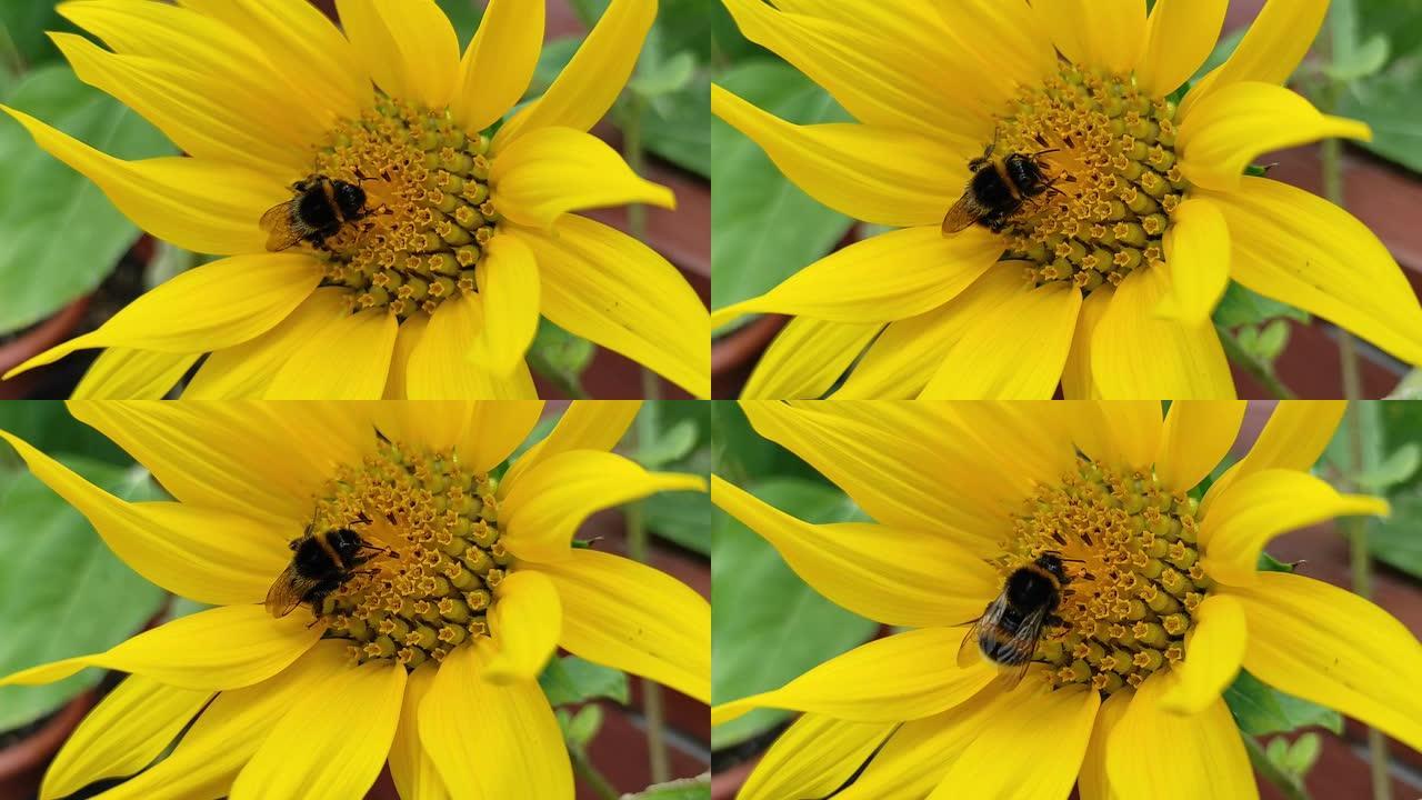 田间向日葵花粉采集蜜蜂的宏观。风中黄色向日葵上的大黄蜂。