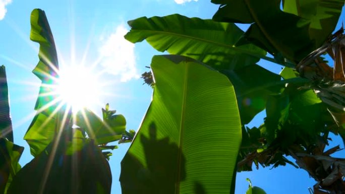 低角度的绿色香蕉叶，阳光照耀着树叶，光线和风吹向蓝天