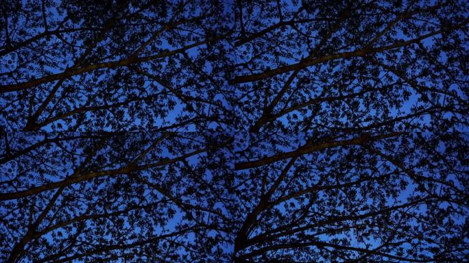 树木和树叶的轮廓与蓝天对比黄昏放松气氛