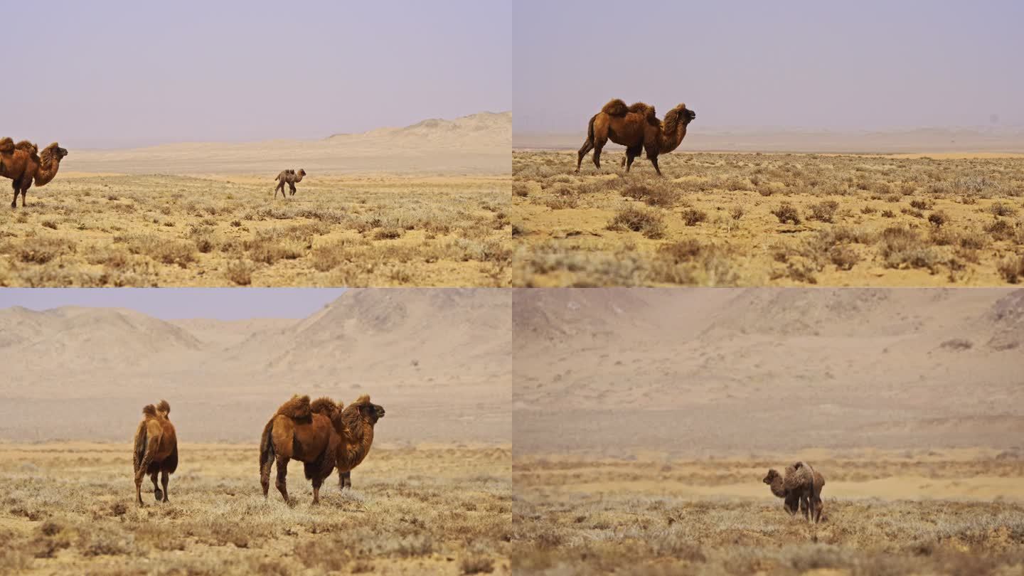 4k戈壁滩上的骆驼母子