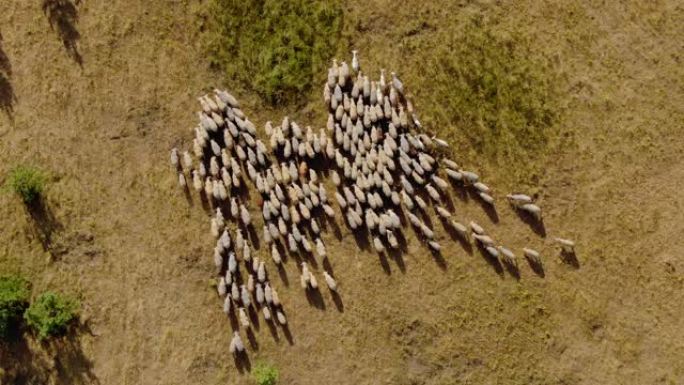 牲畜在草地上放牧，从四轴飞行器上可以看到。羊群在移动，羊群在嚼草。鸟瞰图。4k，10位，ProRes