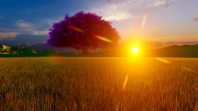 日落时山上的彩树金色草丛镜头光斑