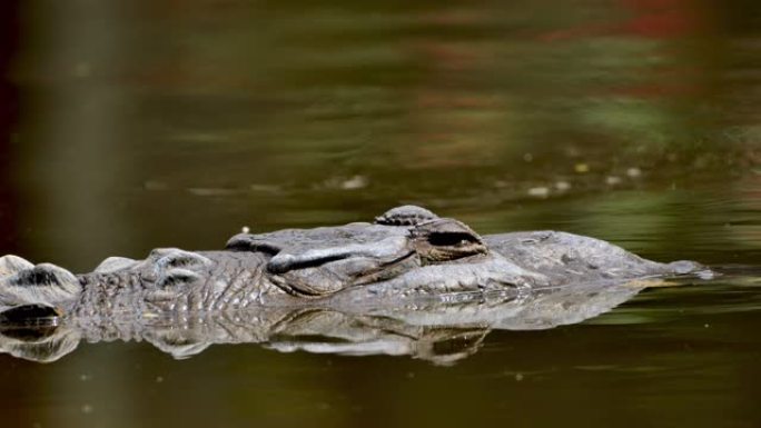 在红树林中休息的咸水鳄鱼。哥斯达黎加