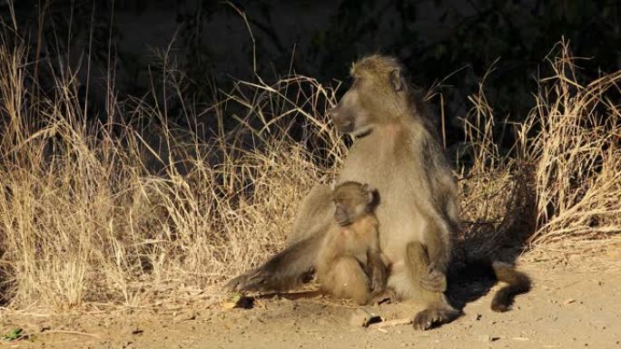 南非克鲁格国家公园，带婴儿晒太阳的Chacma狒狒