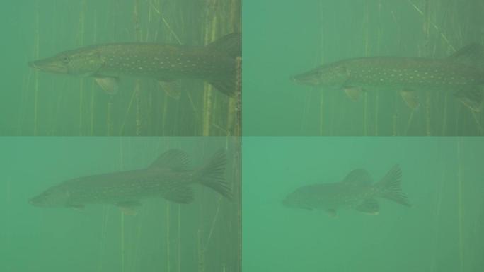 大自然栖息地野生梭鱼的冒险图片。派克从拍摄到水体的视频中逃脱。