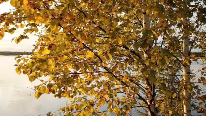 美丽的秋天白桦树，背光灯在湖岸