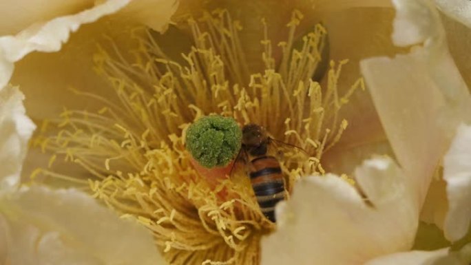 觅食榕树花的蜜蜂。
