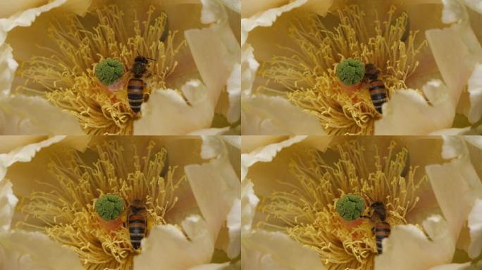觅食榕树花的蜜蜂。