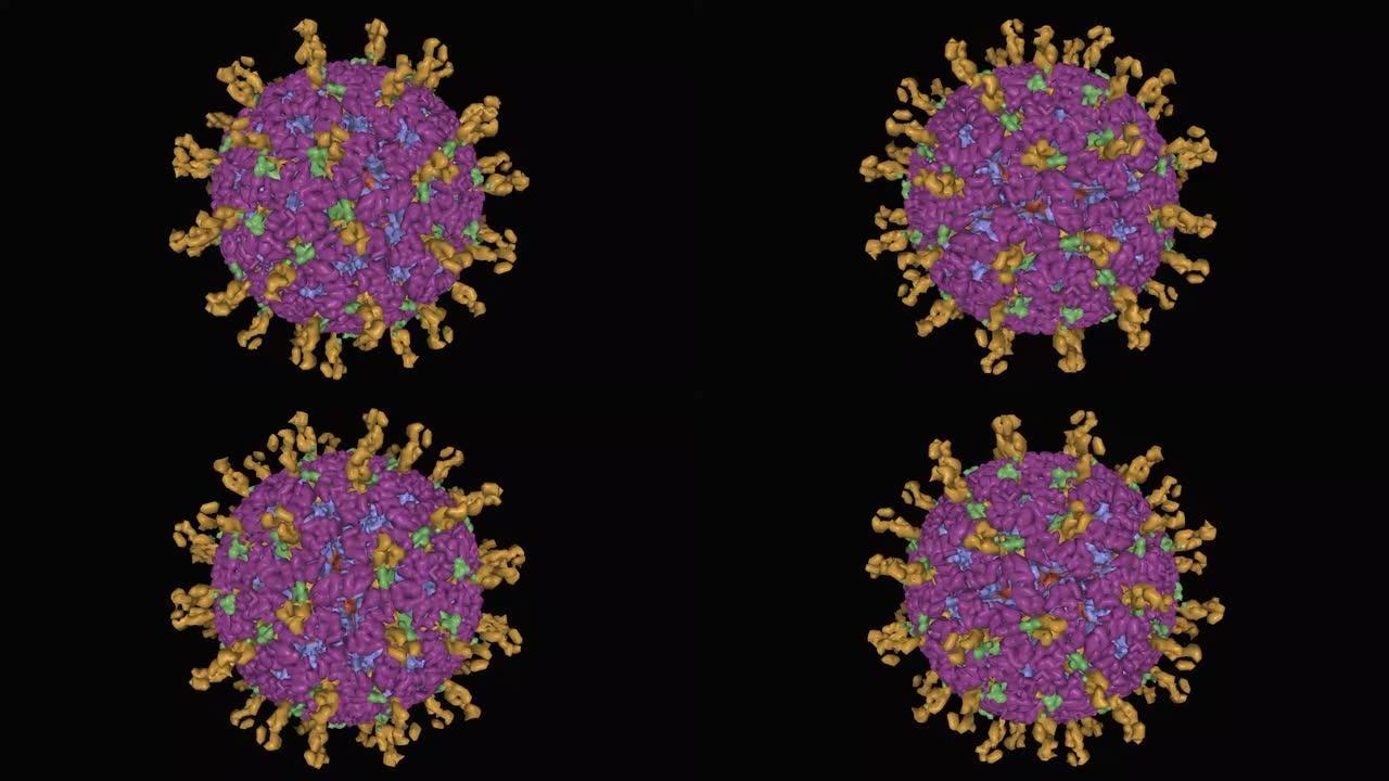 人类轮状病毒病毒体的动画原子3D高斯表面模型
