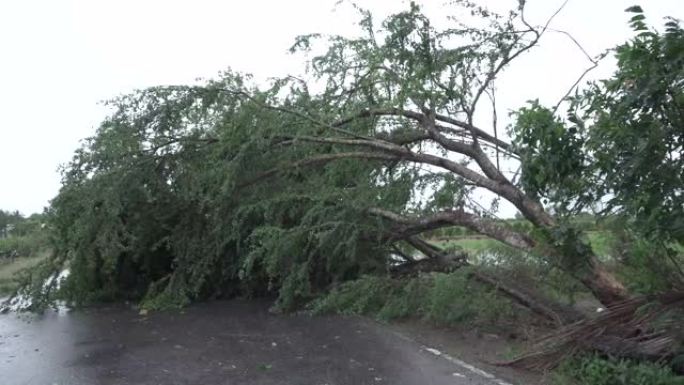 道路上的断树，夏季暴风雨过后的道路上的倒下树