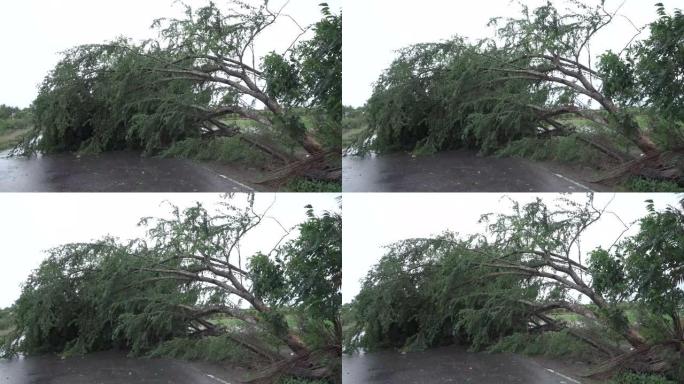 道路上的断树，夏季暴风雨过后的道路上的倒下树