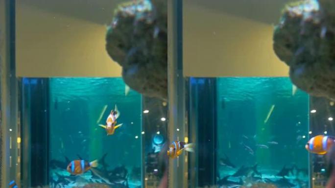 水箱与一些游泳可爱的小丑鱼请旋转90度得到一个垂直组成