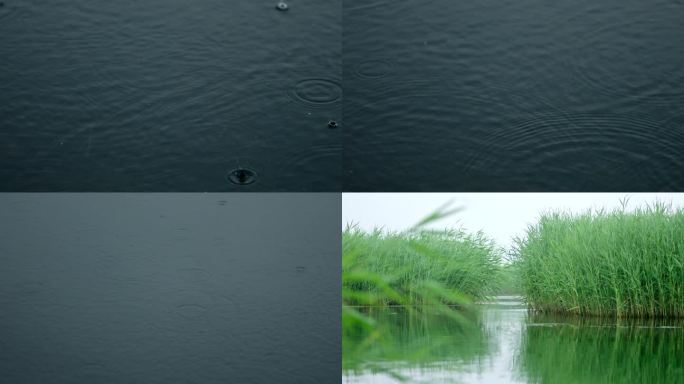芦苇荡雨滴落在湖面
