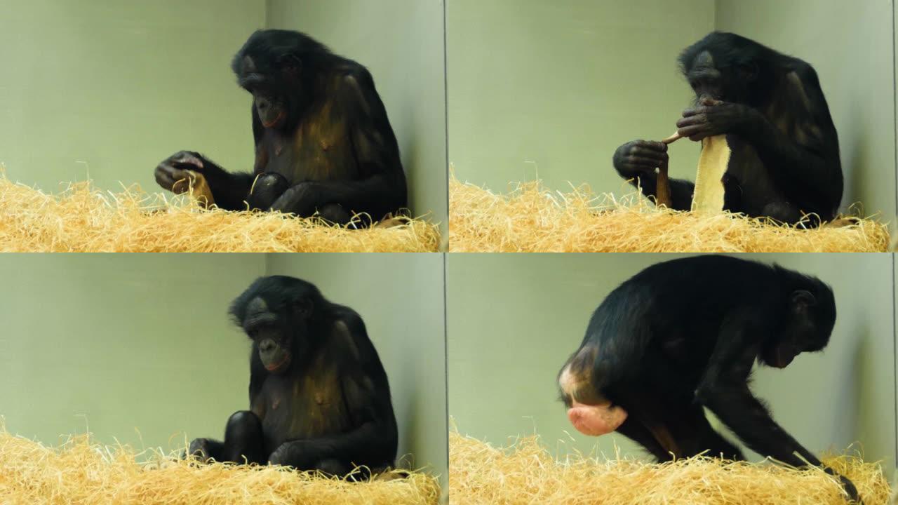 倭黑猩猩的特写