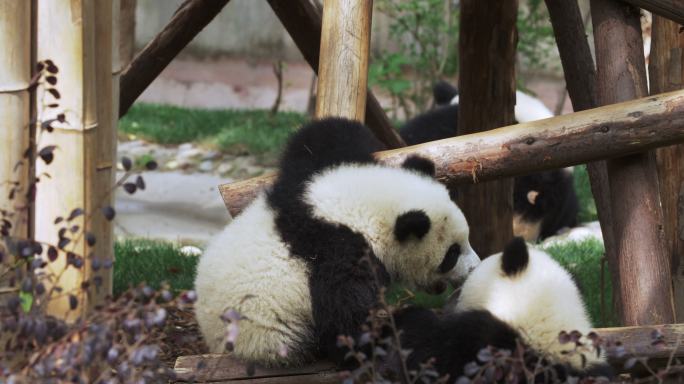 两只国宝大熊猫幼崽玩耍特写
