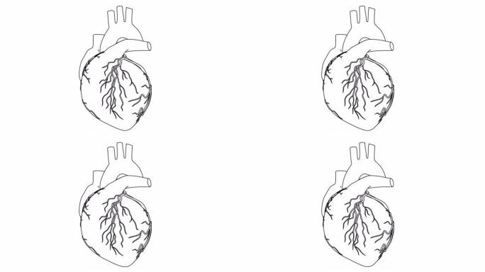 人体心跳解剖动画。黑白相间的绘图