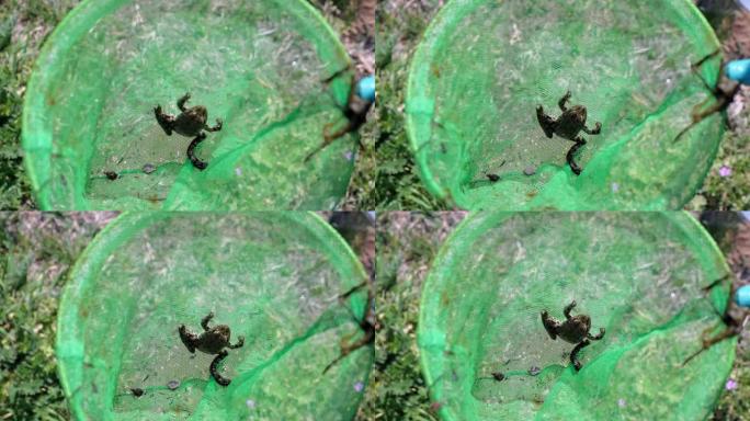 绿色湿蝴蝶网中的小棕色青蛙，特写视图。