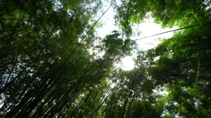 灿烂的日子里绿林树，泰国的热带森林，度假的自然旅游理念。