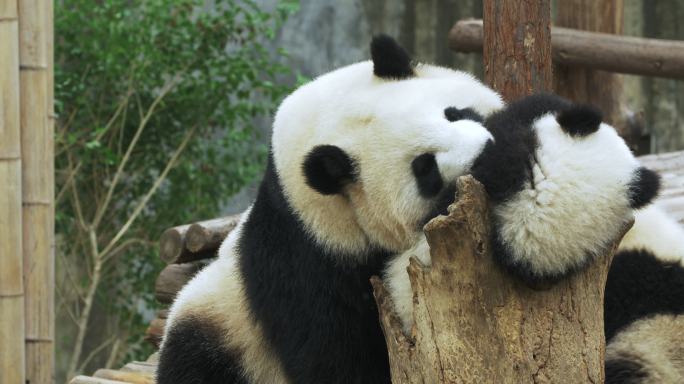 熊猫妈妈教训不听话的小宝宝幼崽