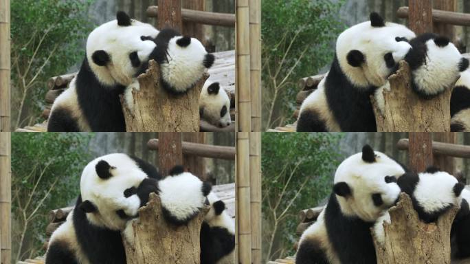 熊猫妈妈教训不听话的小宝宝幼崽