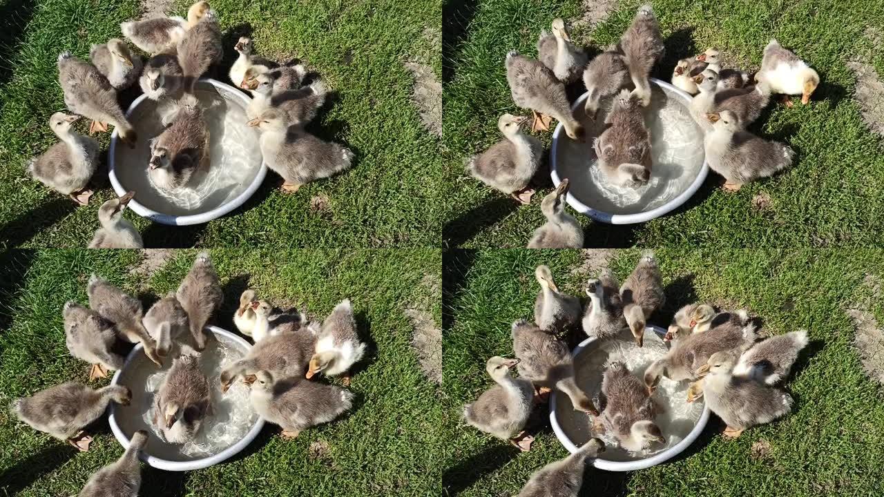 幼小的雏鹅从家禽的盘子里喝水