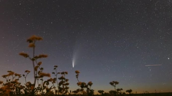 白俄罗斯。2020年7月18日。彗星Neowise C/2020 F3在开花荞麦农田上方的夜星天空。