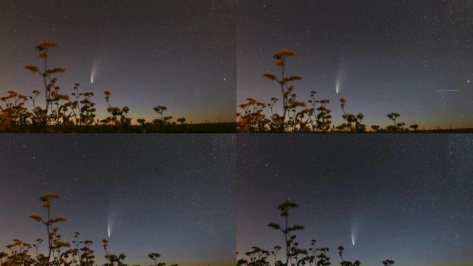 白俄罗斯。2020年7月18日。彗星Neowise C/2020 F3在开花荞麦农田上方的夜星天空。