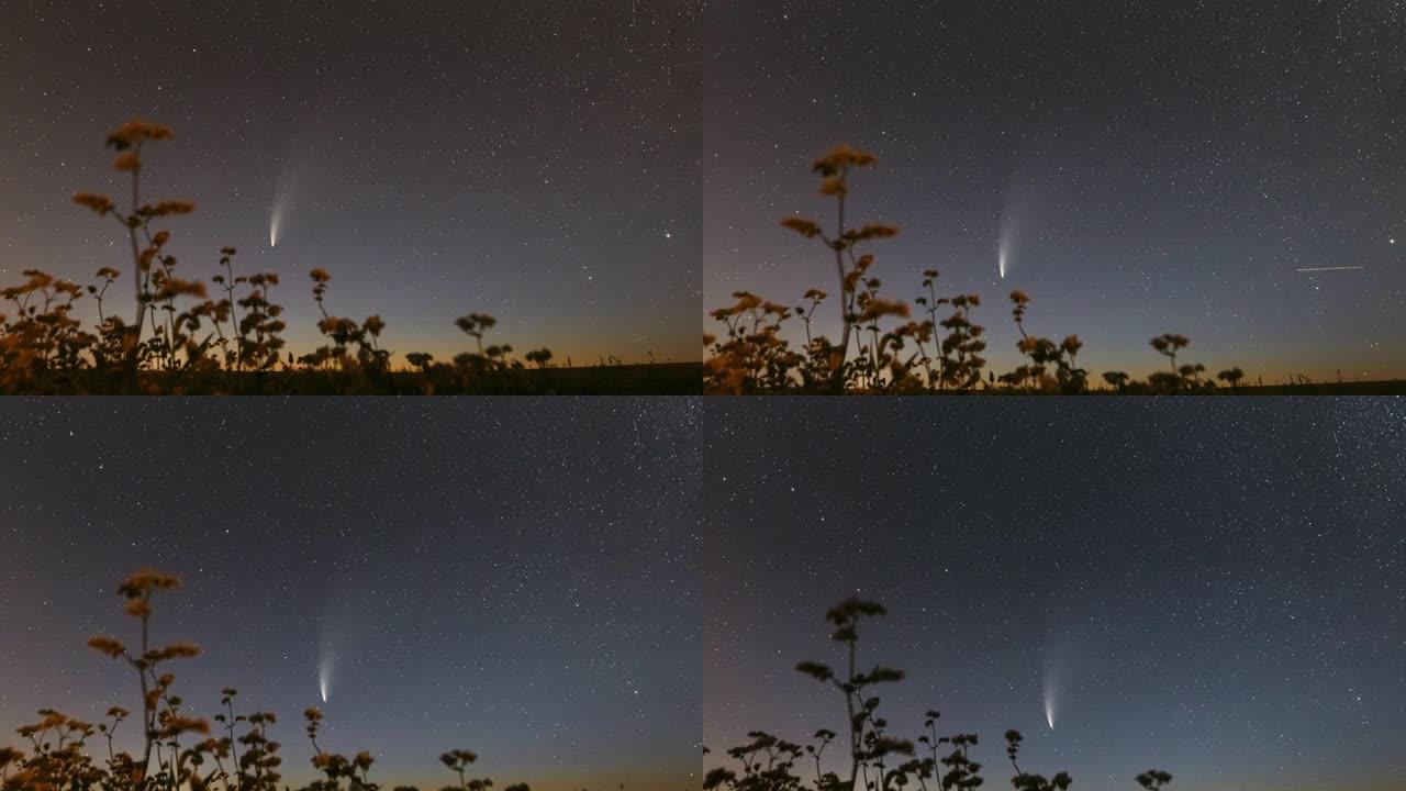 白俄罗斯。2020年7月18日。彗星Neowise C/2020 F3在开花荞麦农田上方的夜星天空。