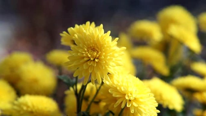 美丽的淡黄色菊花在花园里