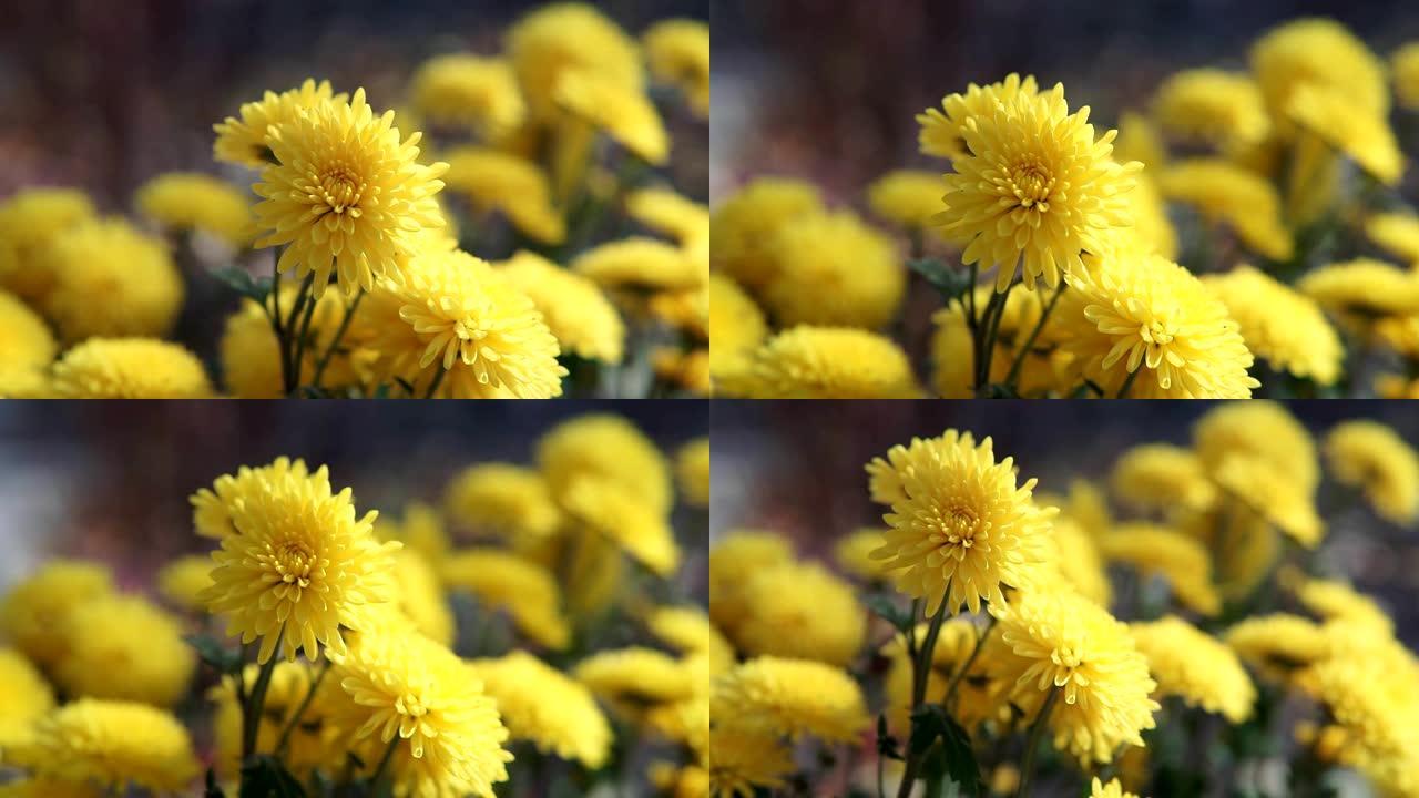 美丽的淡黄色菊花在花园里