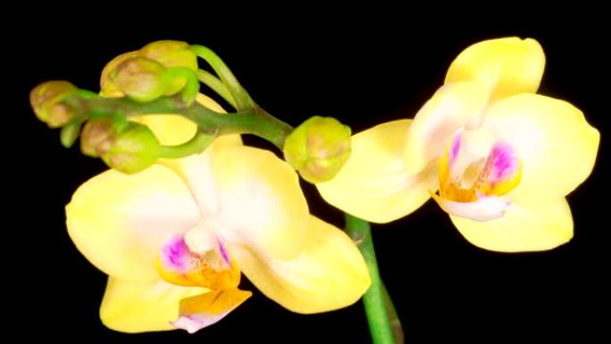 盛开的黄色兰花蝴蝶兰花