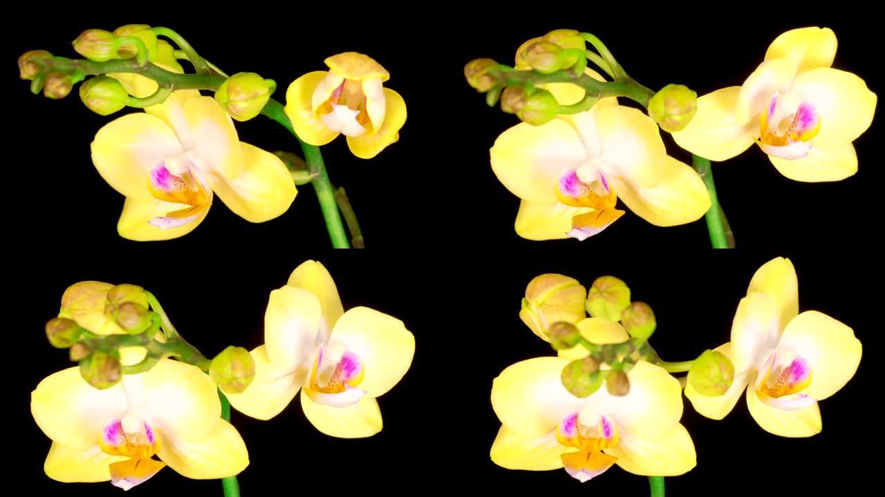 盛开的黄色兰花蝴蝶兰花