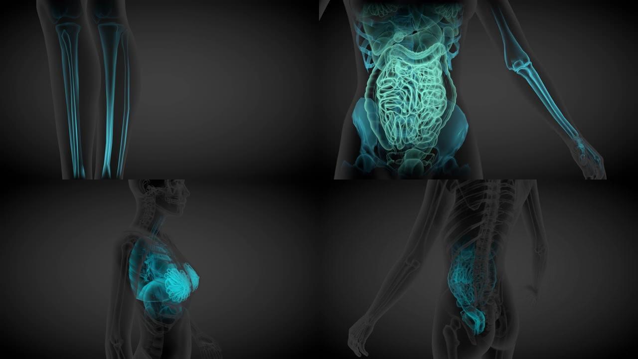 2种不同的3D无缝循环动画1，女性身体旋转-带有器官和骨骼的x射线扫描，医学插图-4K 60fps 