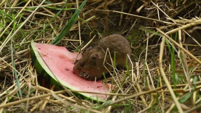 棕色小田鼠坐在草丛里吃一块西瓜