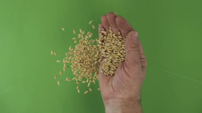 手掌中的农民拿着大麦谷物。一堆来自手的谷物落在绿色背景上。顶视图。