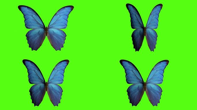 蝴蝶拍打翅膀。绿色背景上的蝴蝶。3d渲染