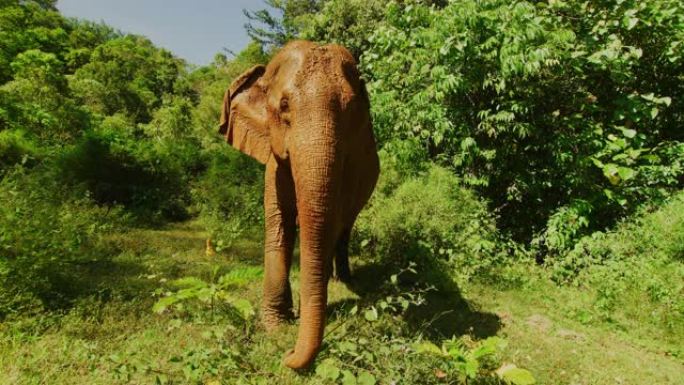 在柬埔寨Mondulkiri丛林中洗泥浴后，一只母象的慢动作60 fps拍摄