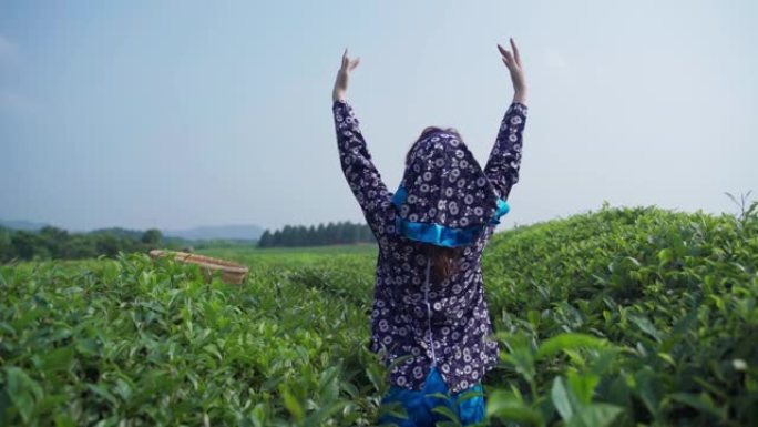 女人正在采茶