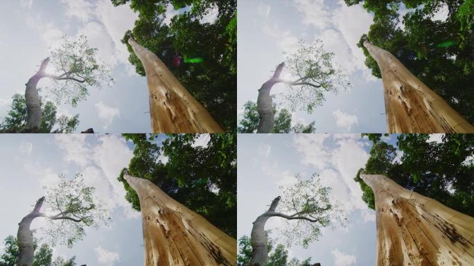 柬埔寨暹粒吴哥带晨光的班代Kdei寺的树木慢动作60 fps万向节拍摄