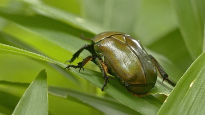 停在植物上的大绿甲虫。