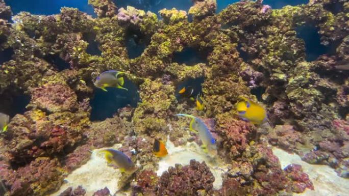 多样化的珊瑚礁生活