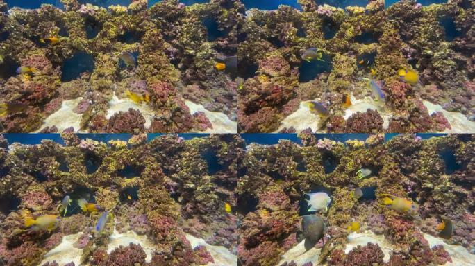 多样化的珊瑚礁生活