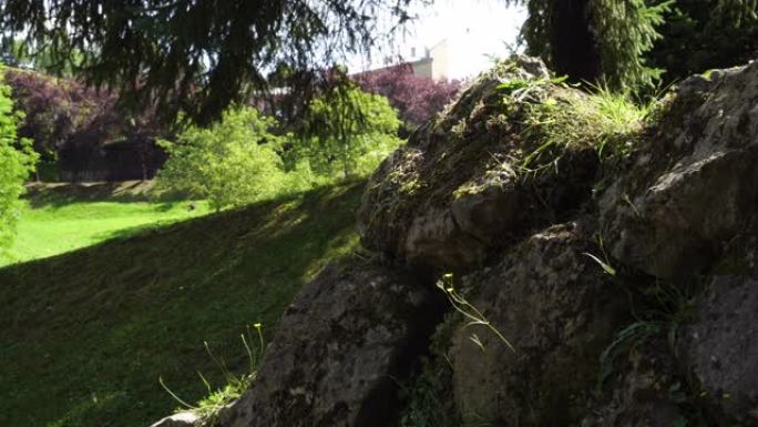 黄花蒲公英在古老公园的古老石墙上。
