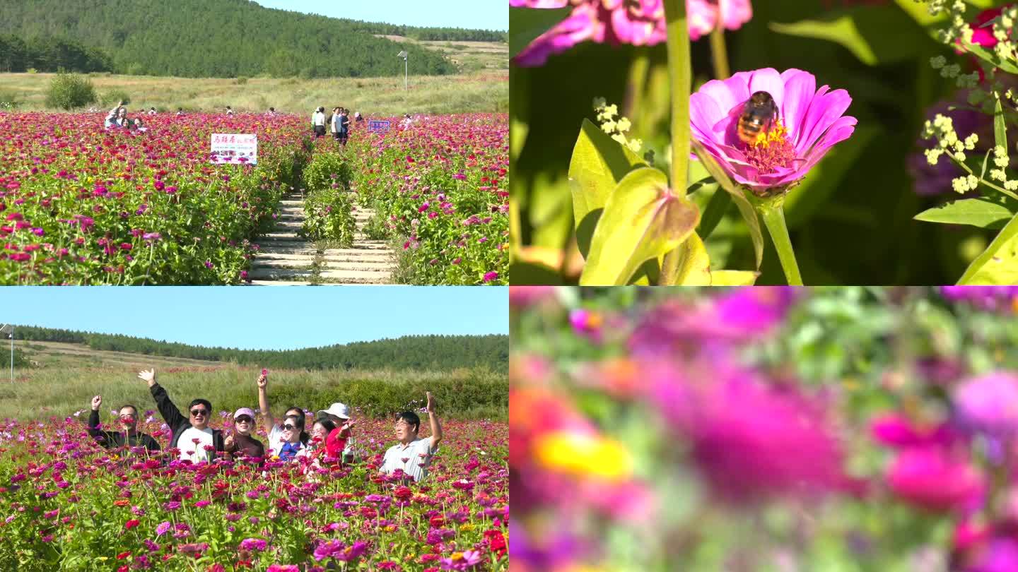 花海景区游客在花丛中拍照留念