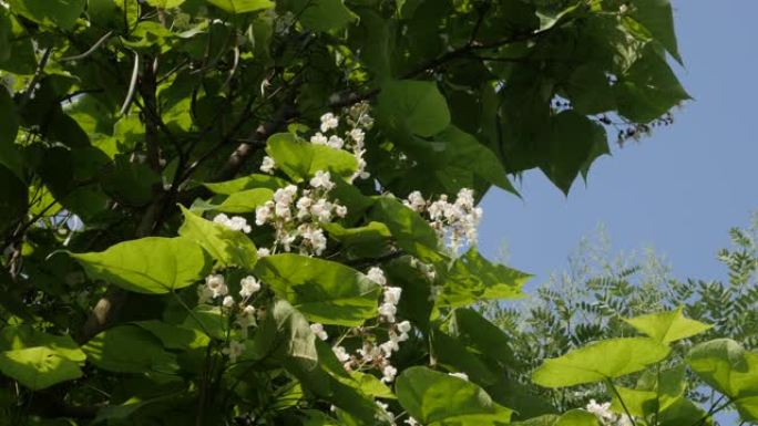 蜜蜂最喜欢的树Catalpa双nonioides 4k镜头