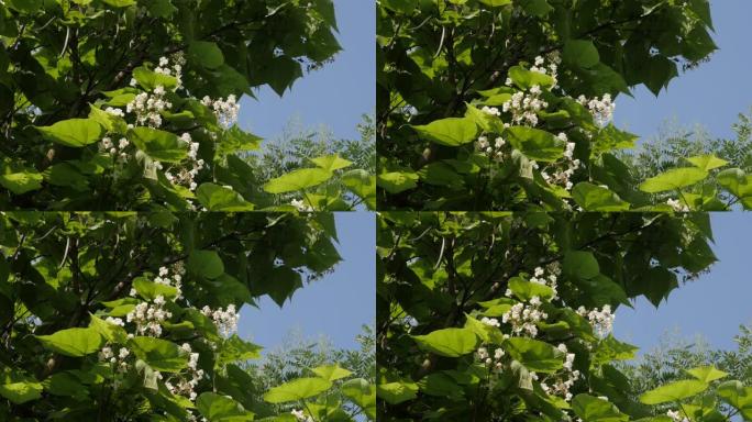 蜜蜂最喜欢的树Catalpa双nonioides 4k镜头
