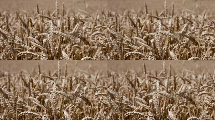 小麦和燕麦田在风中移动