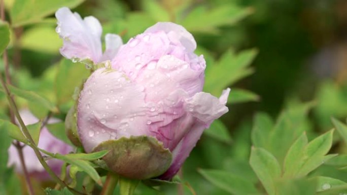 雨后粉红牡丹花